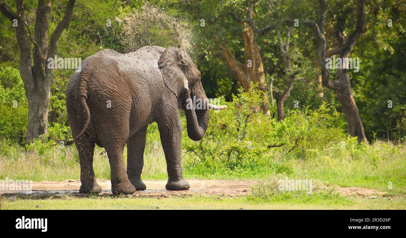 African Elephants in South African game reserve Stock Photo