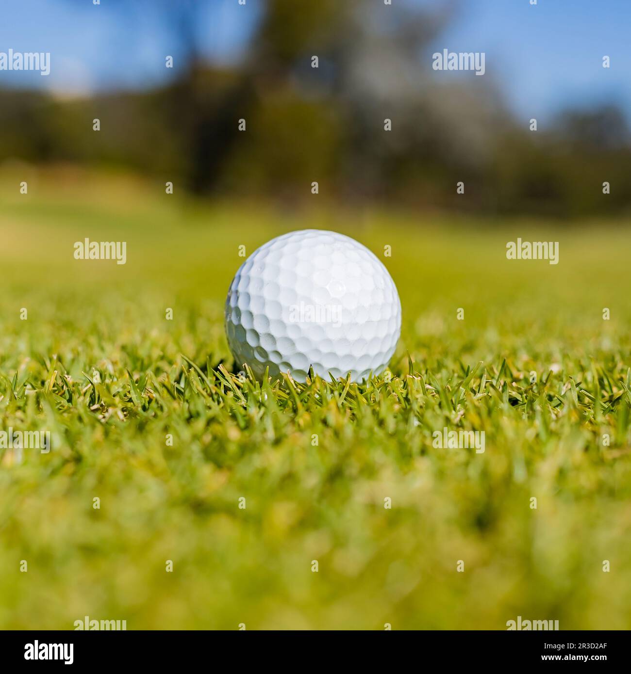 Golf Ball on a Fairway green at a golf course Stock Photo