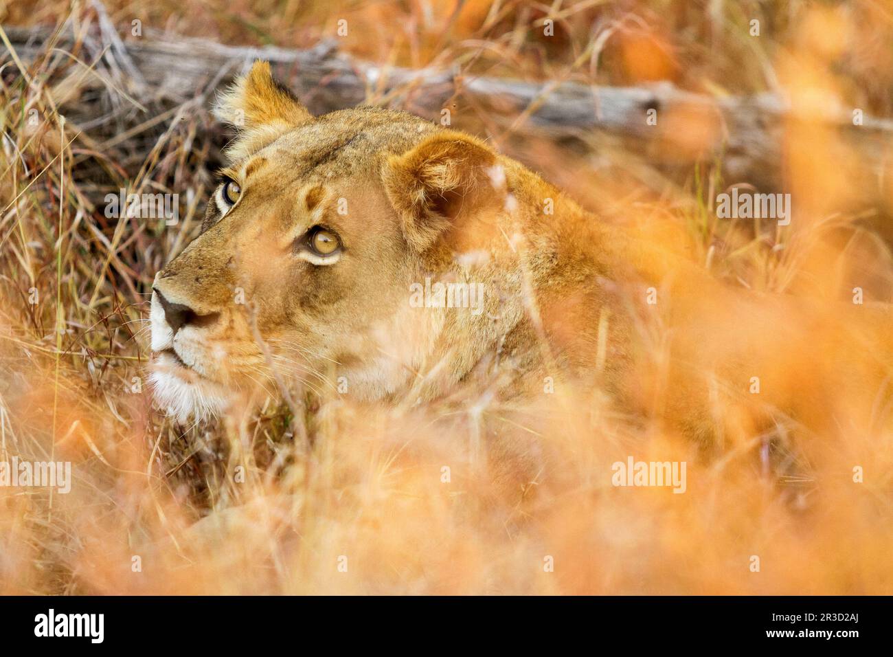 Close up of a female African Lion hiding in the long grass Stock Photo