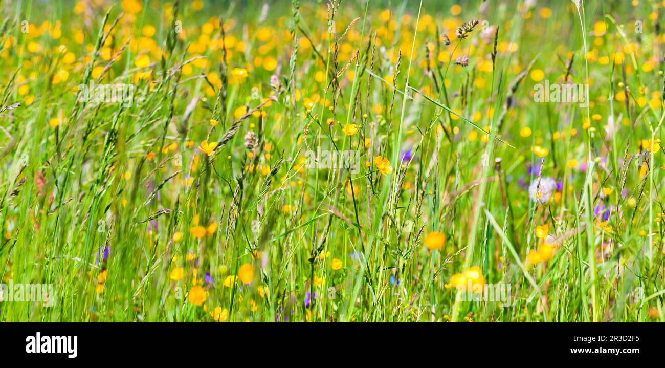 Panoramic field of wild flowers hi-res stock photography and images - Alamy