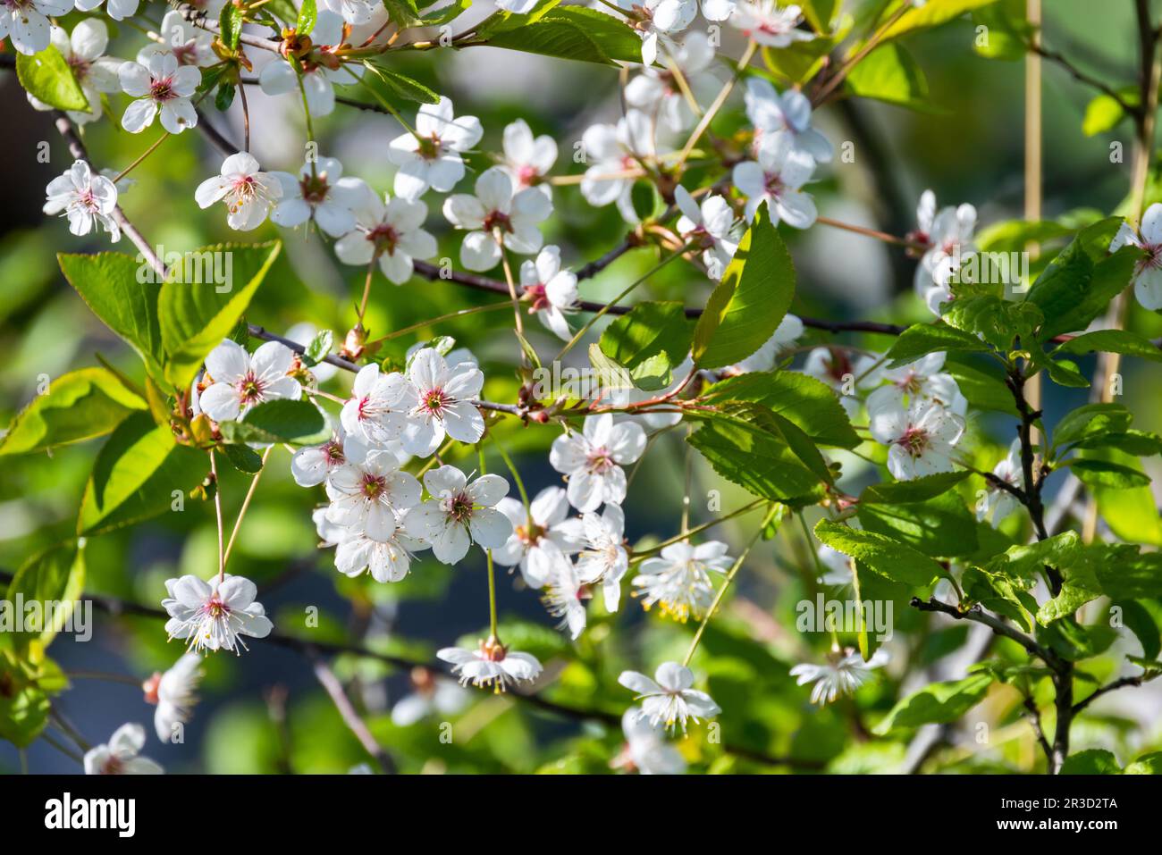 Soft focus on cherry blossom hi-res stock photography and images - Alamy