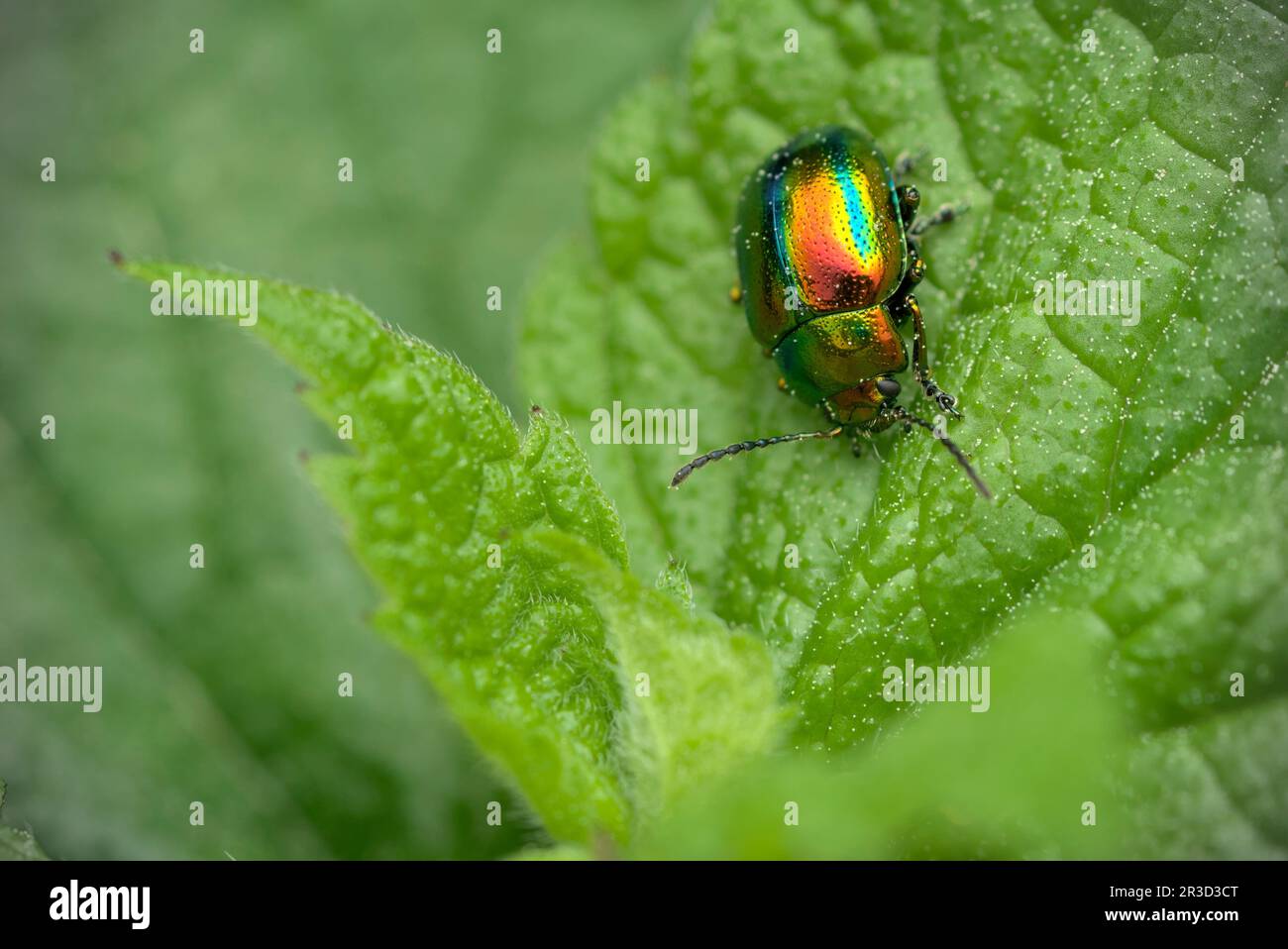 Single leaf beetle (Chrysolina cf. fastuosa) on a leaf of a nettle (Utrica sp.) Macro photography, insects, beetles, closeup, biodiversity Stock Photo