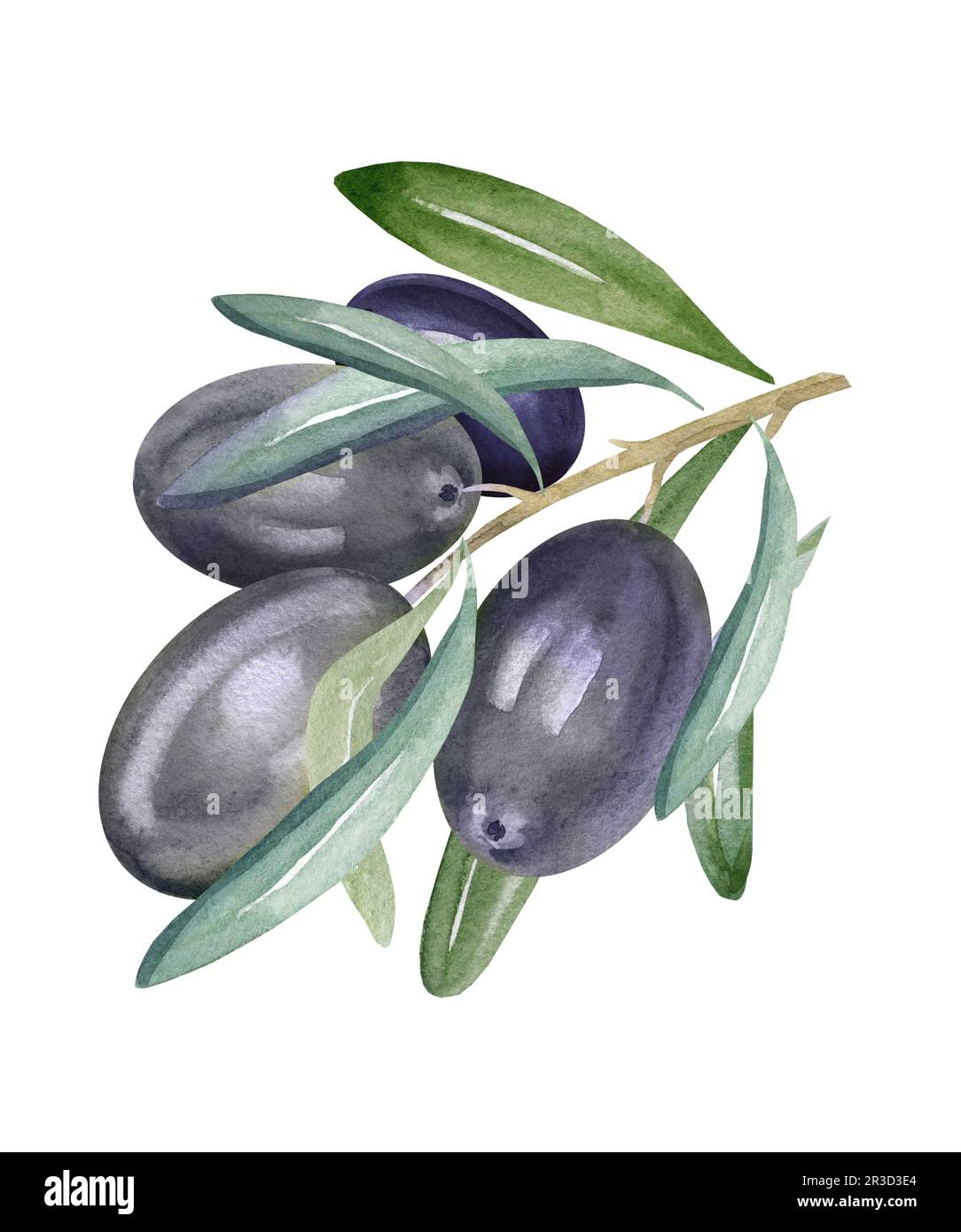 watercolor branch of black olives with leaves and fruits, hand drawn ...