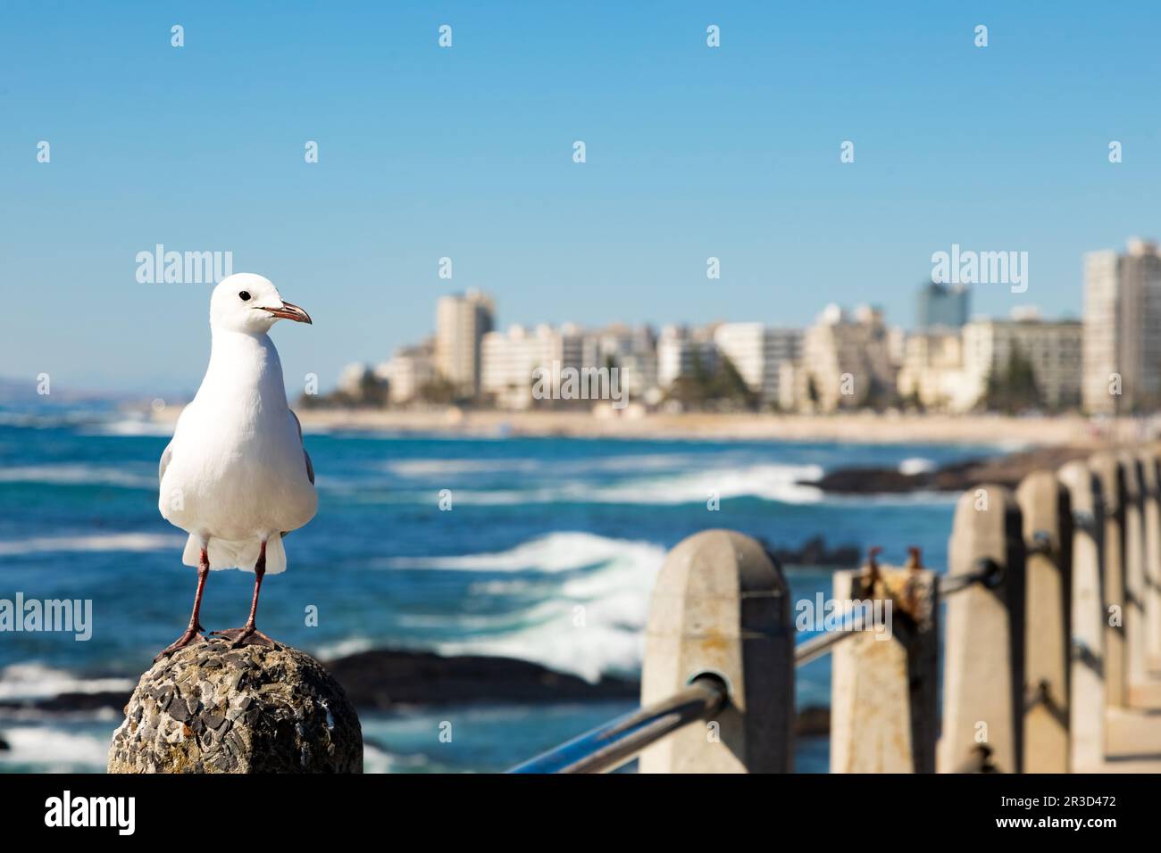 Close up of a Seagull in Sea Point Cape Town South Africa Stock Photo