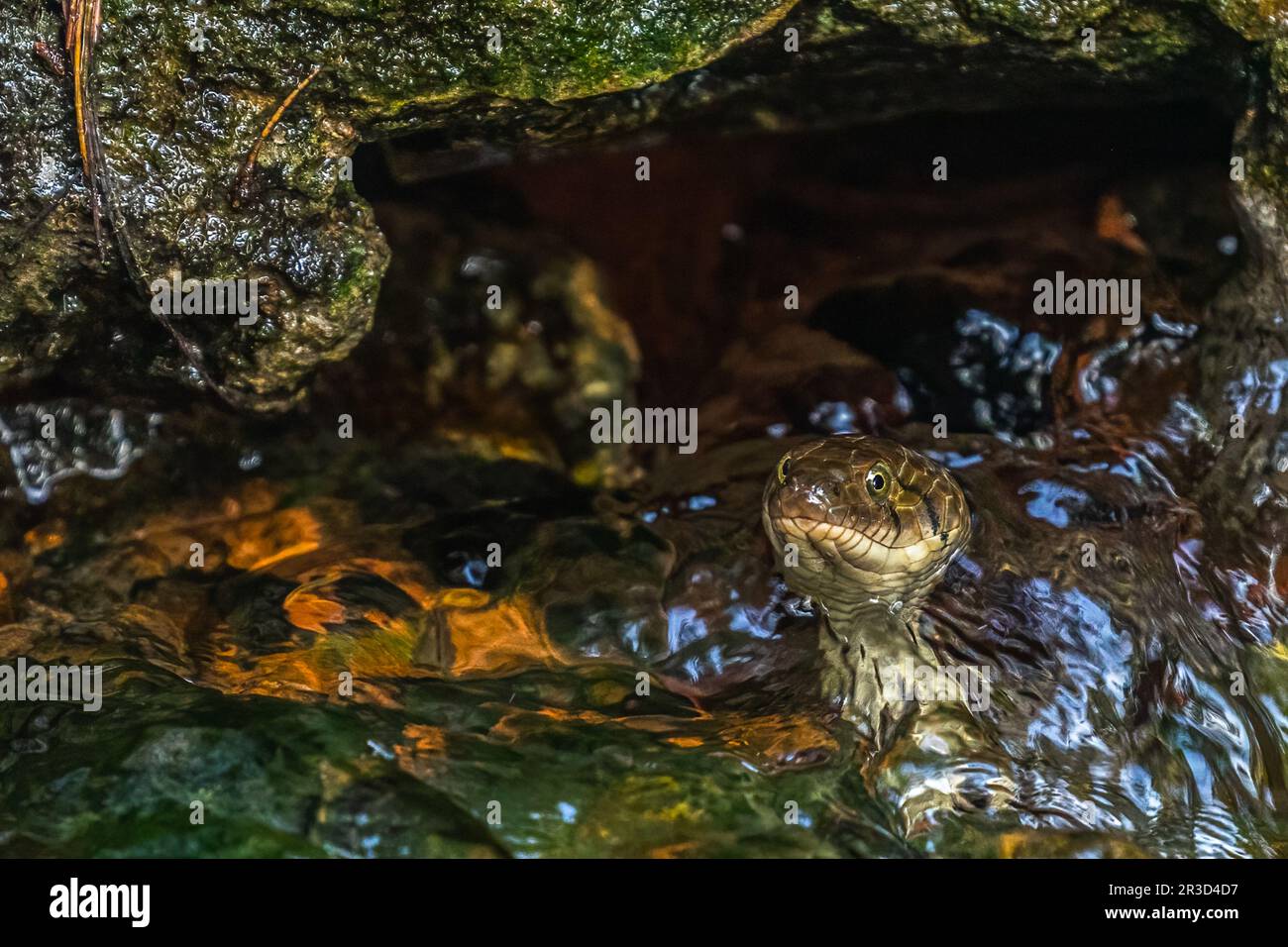 A water snake looking up from water Stock Photo