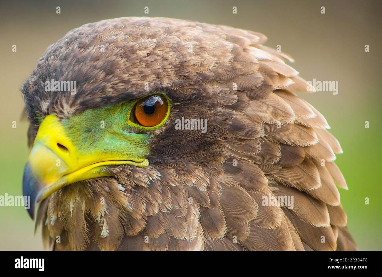 Close up macro of a brown eagle with a green and yellow beak Stock Photo