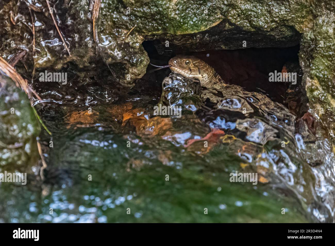 A Water snake with its tongue out Stock Photo