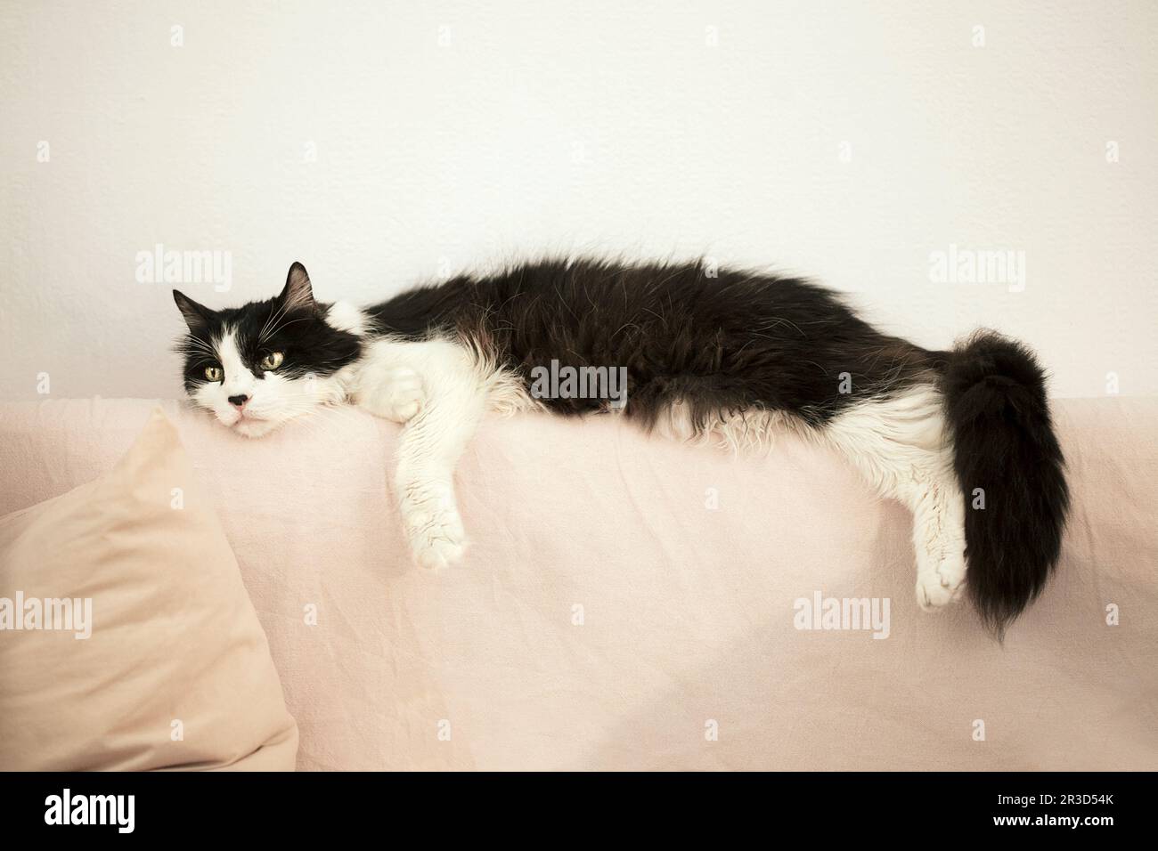 Male rag doll cat chilling on sofa. Stock Photo