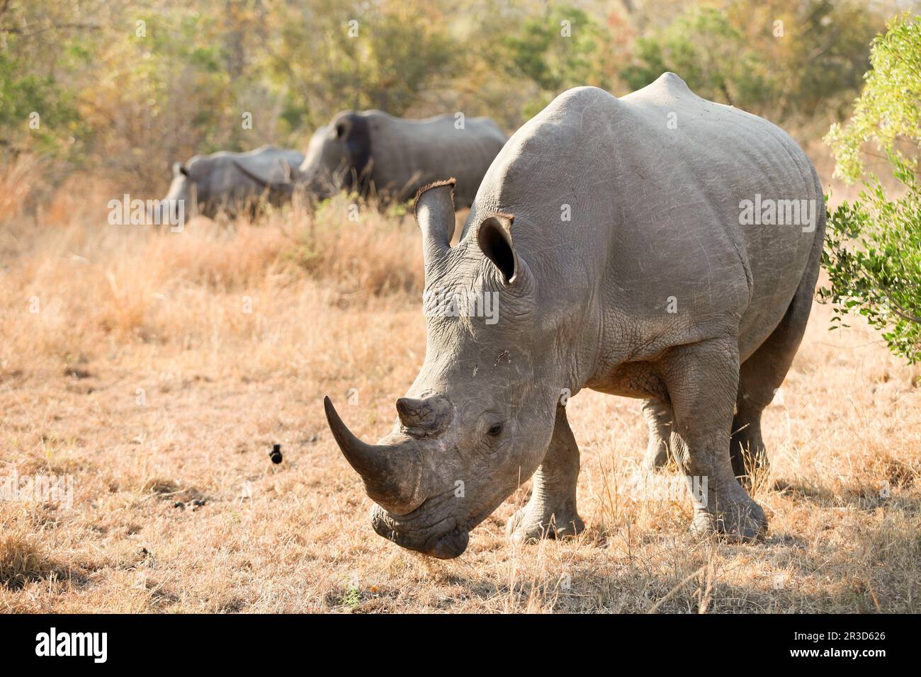 Young African White Rhino in a South African Game Reserve Stock Photo