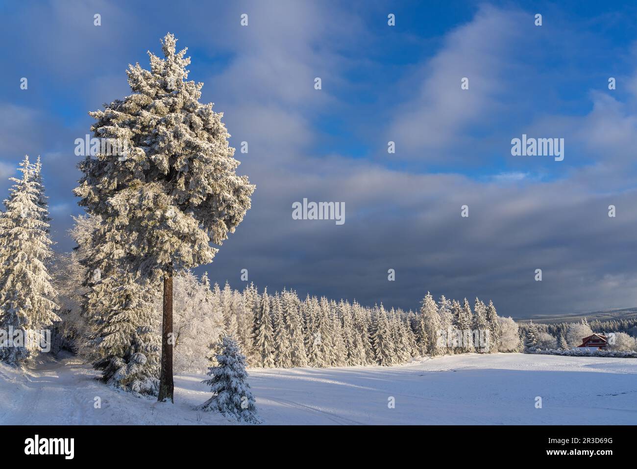 Winter in the Thuringian Forest Stock Photo