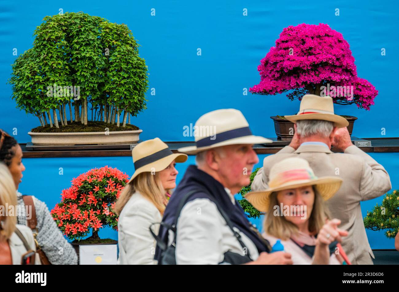 London, UK. 23rd May, 2023. Bonsai trees from the British societies of