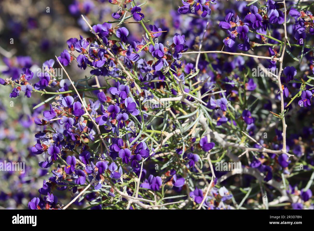 Schott Indigo Bush, Psorothamnus Schottii, displaying spring blooms in the Borrego Valley Desert, a native shrub with raceme inflorescences. Stock Photo