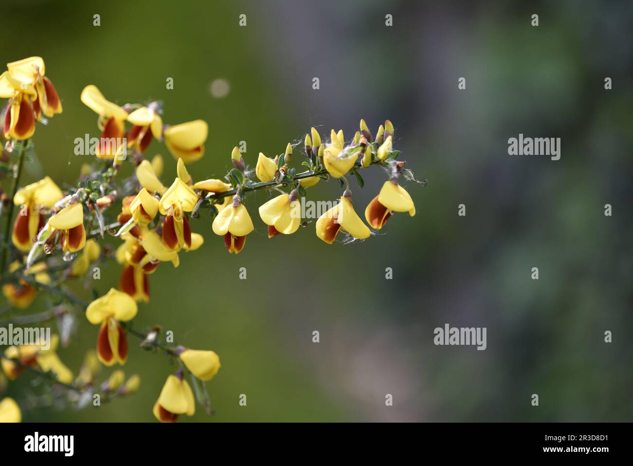 Branch of Red and Yellow Common Broom (Cytisus scoparius), Left of Image, Copy Space to Right of Image, against a Green Bokeh Background, taken in UK Stock Photo