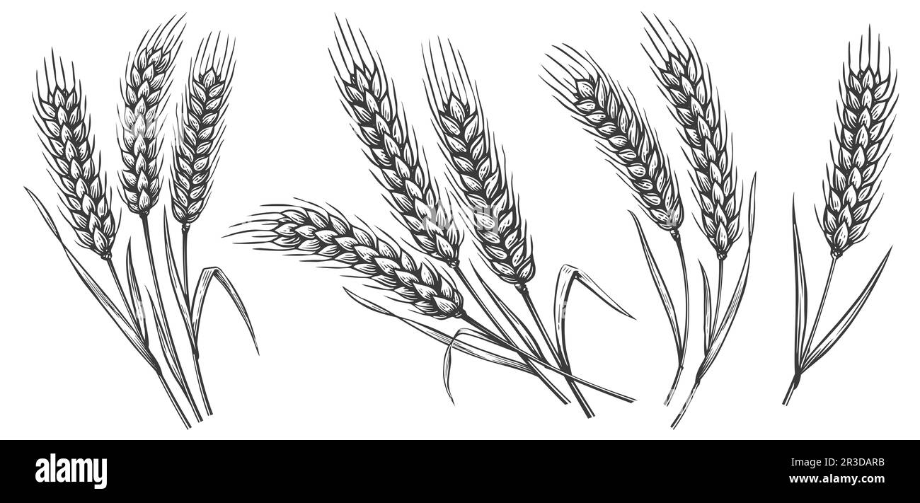 Wheat or Barley Ears. Hand drawn sketch illustration for Bread label in vintage style Stock Photo