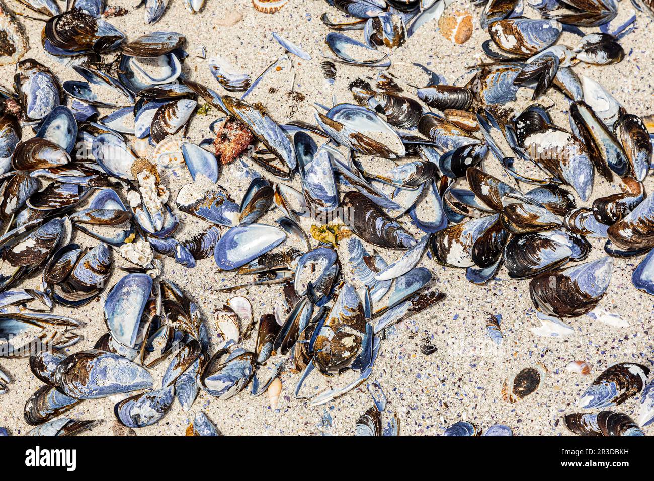 Broken Mussel shells washed up on a beach Stock Photo Alamy