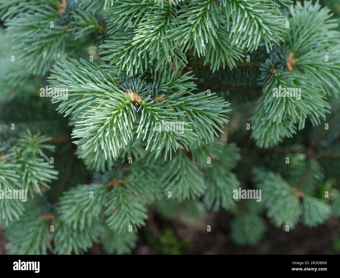 An abies lasiocarpa compacta. Close up. Stock Photo