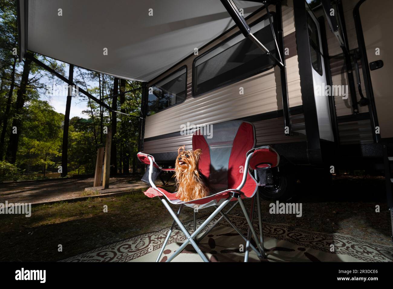 Yorkie behind very obedient under the awning of an RV at a forested campsite Stock Photo