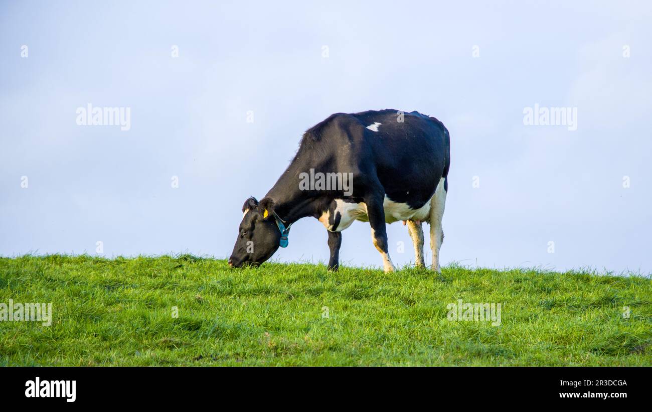 black and white cow grazes on a green Irish meadow Stock Photo - Alamy