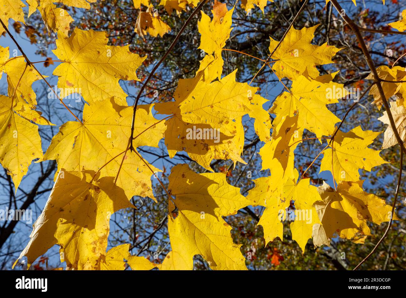 Autumn colors emerge in the forests of William O'Brien State Park near