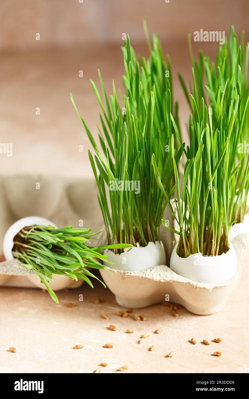 Green wheat sprouts. Easter decorations. Easter egg. Spring composition. Natural Easter eggs with wheat grass. Stylish Rural sti Stock Photo