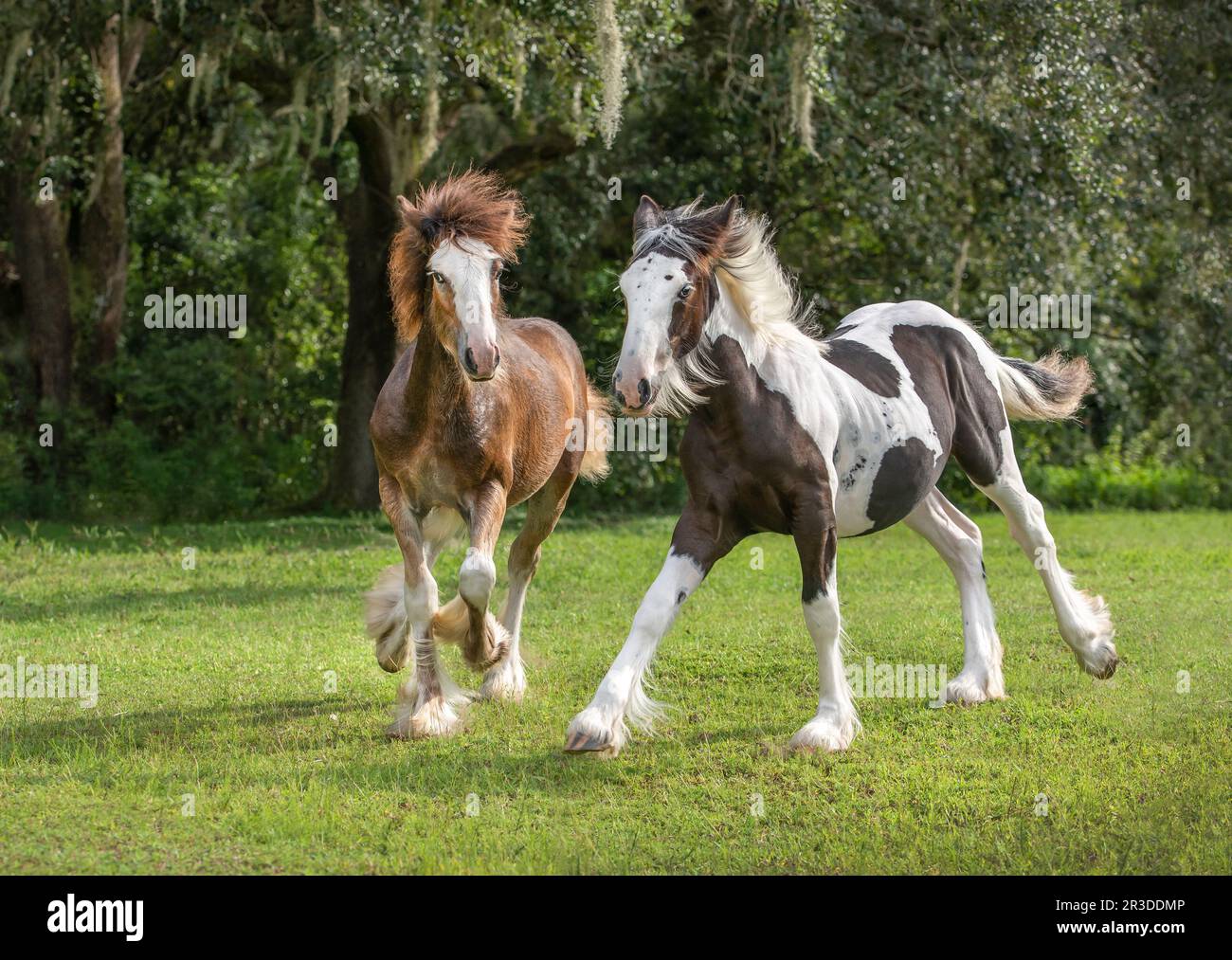 Weanling Gypsy Vanner Horse colt and filly foal buddies Stock Photo