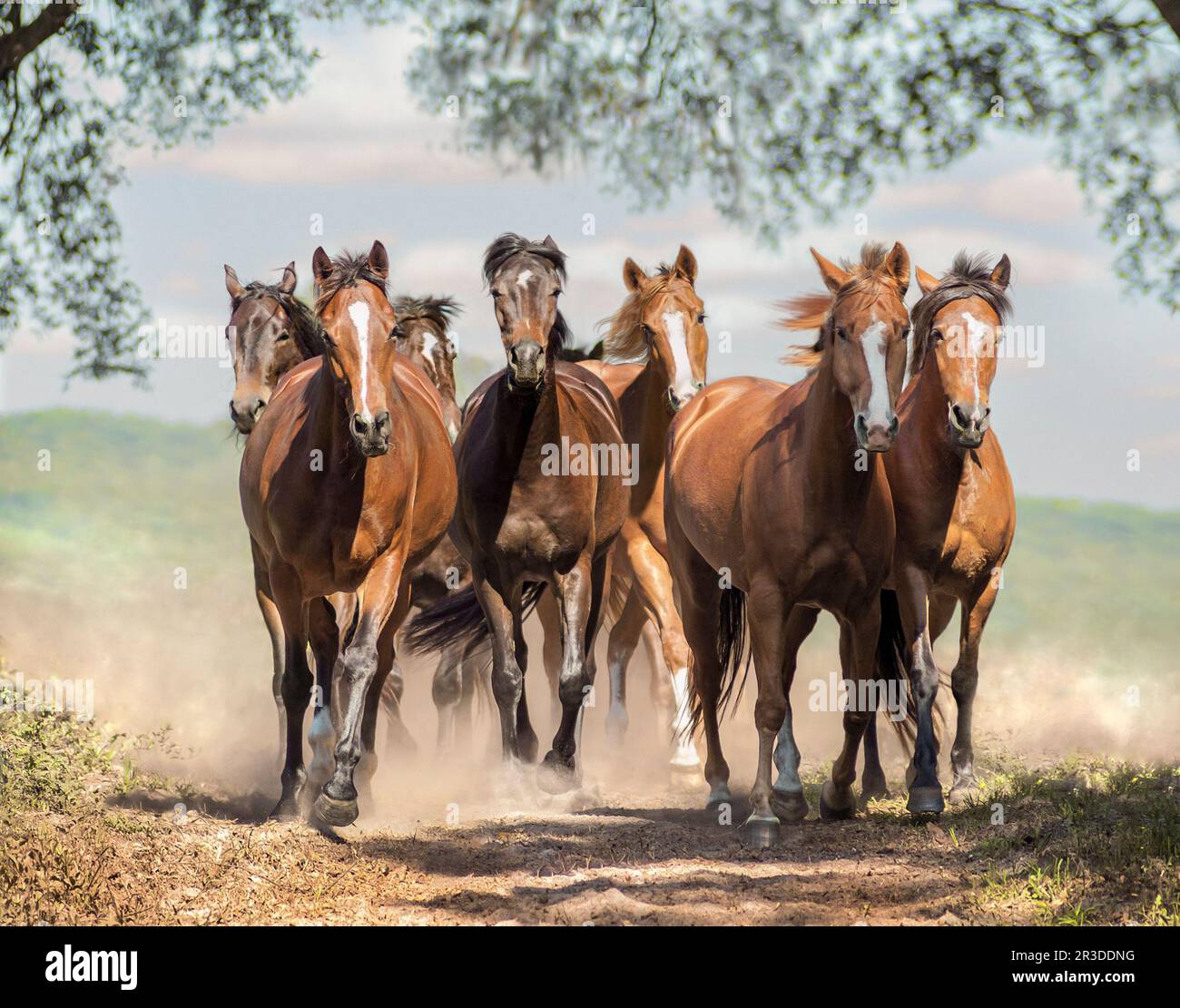 Herd of horses gallops toward us Stock Photo