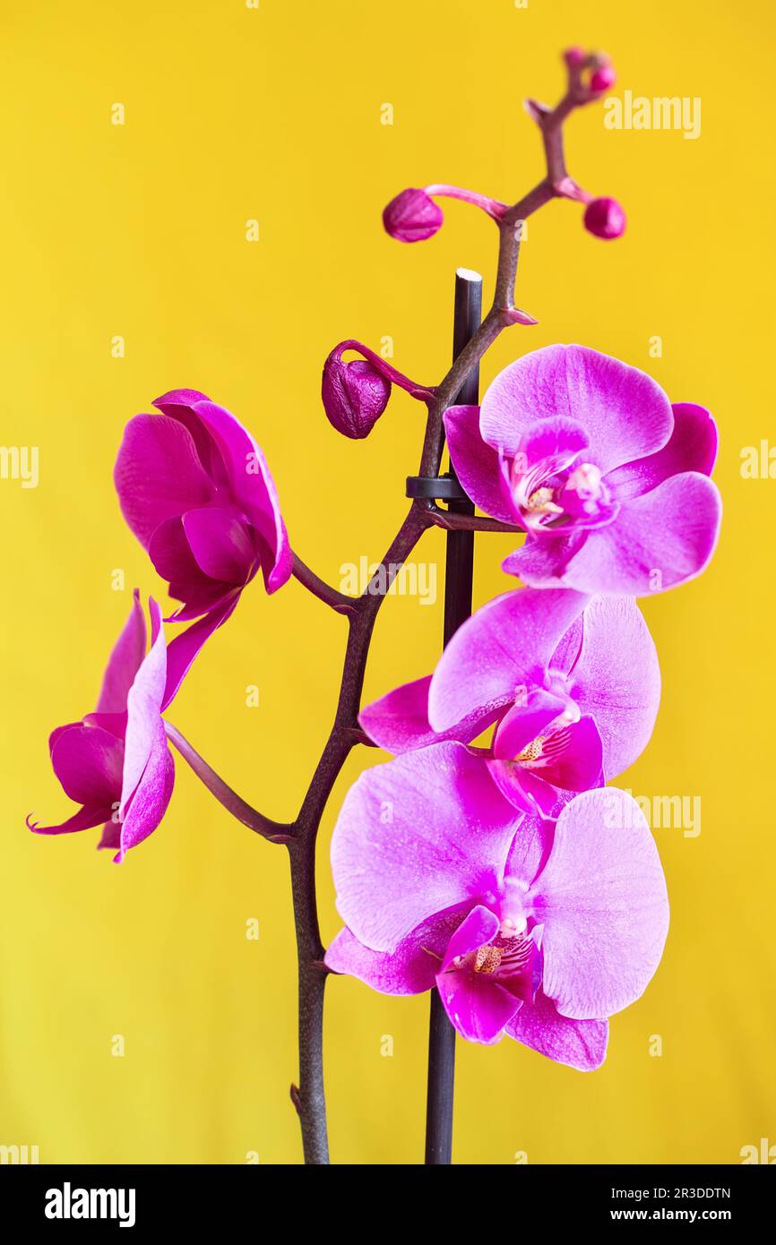 Purple orchid flower phalaenopsis, phalaenopsis or falah on a yellow background. Butterfly orchids. Stock Photo