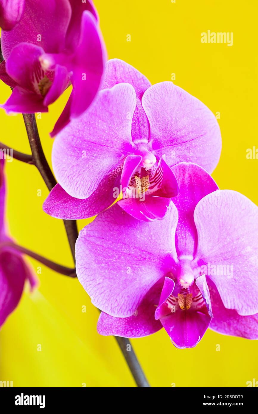Purple orchid flower phalaenopsis, phalaenopsis or falah. Butterfly orchids. Violet orchid flower and blossoms. Pink Phalaenopsi Stock Photo
