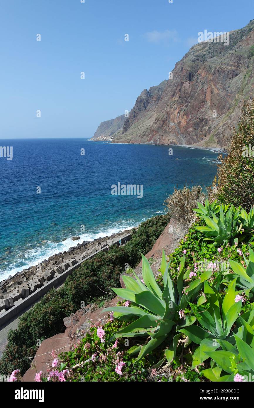 Dragon tree agaves in front of cliff , Madeira Stock Photo