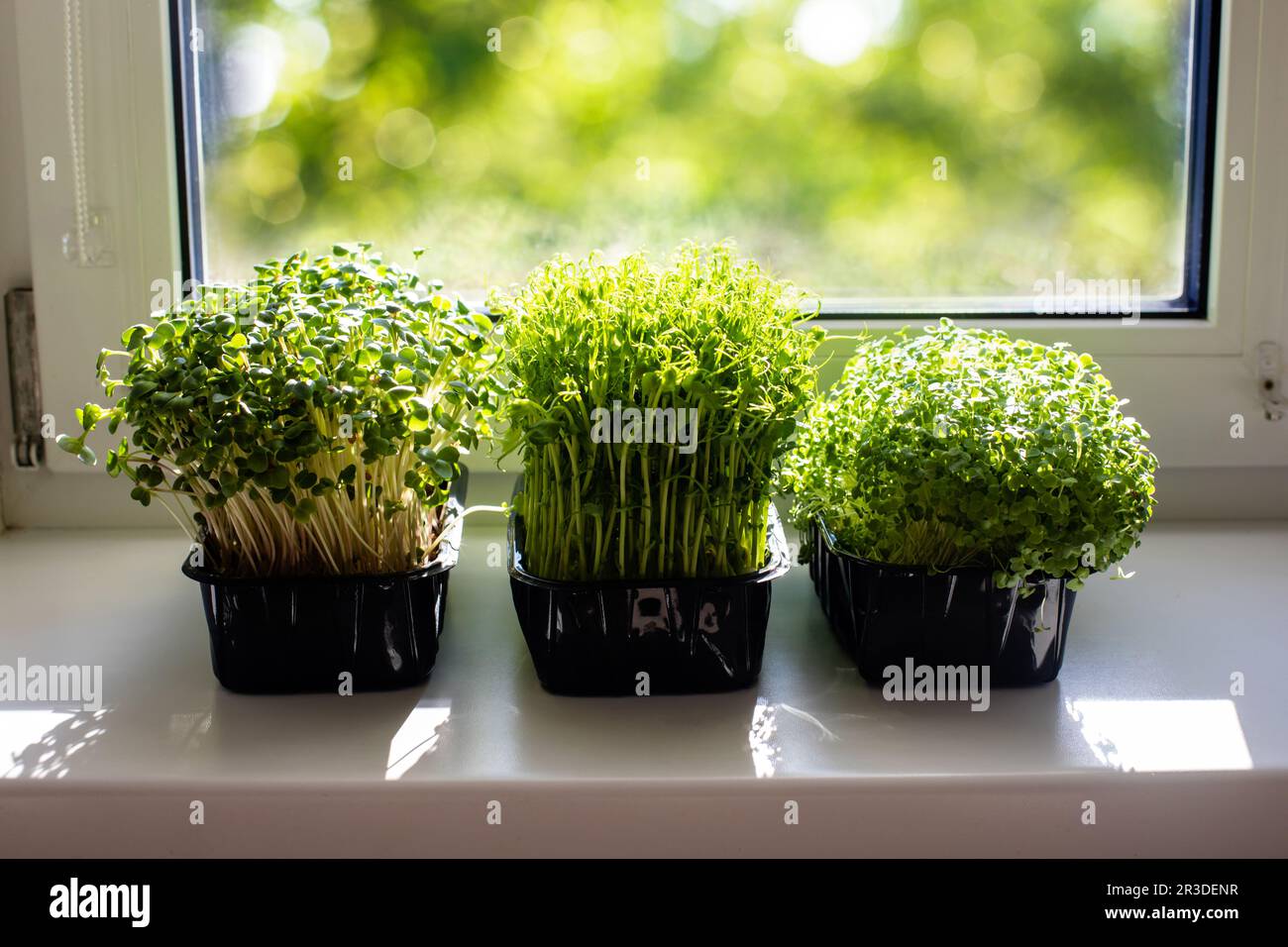 Indoor microgreens on the kitchen windowsill in the morning Stock Photo ...