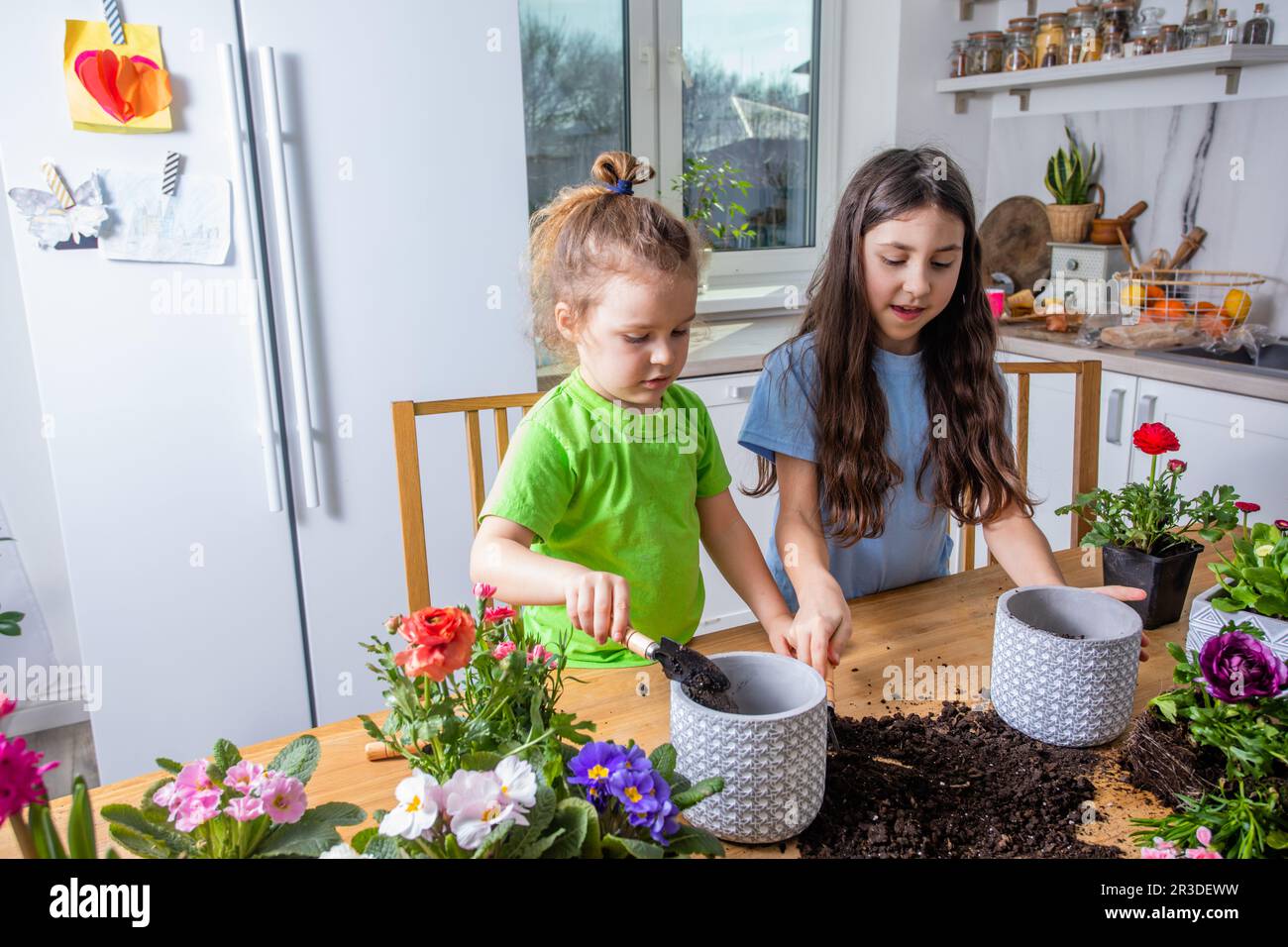Little gardeners planting potted flowers it the kitchen Stock Photo - Alamy