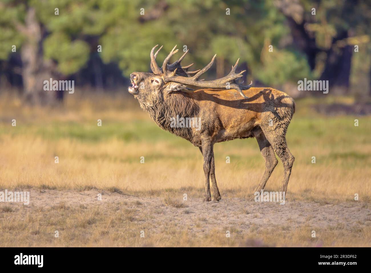 Male red deer (Cervus elaphus) belling in the sun.The red deer inhabits most of Europe. a male animal is caal a stag. Wildlife scene of nature in Euro Stock Photo