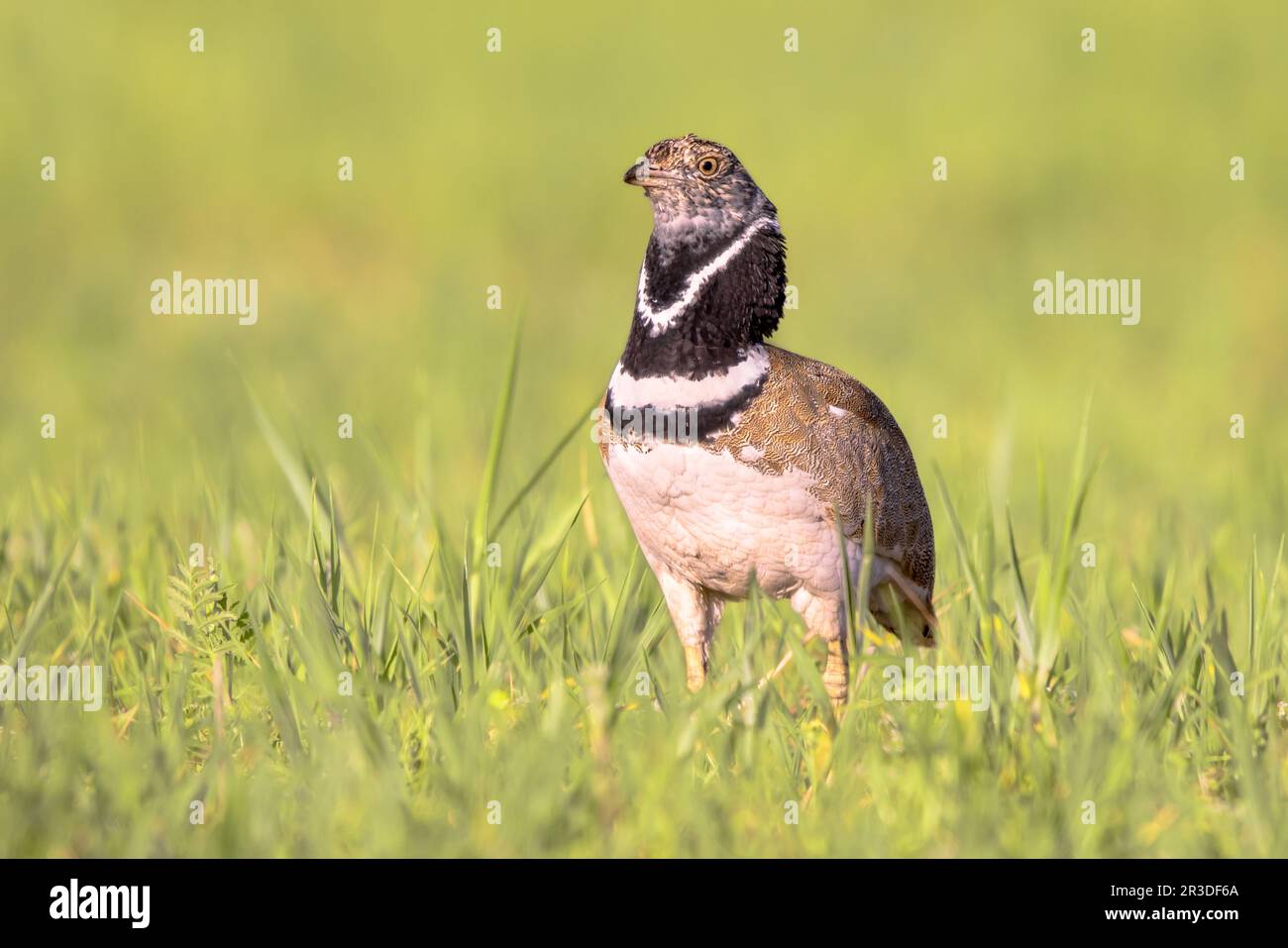 Male Little Bustard (Tetrax tetrax) in grassland. This large bird breeds in Southern Europe and in Western and Central Asia. Numbers are declining rap Stock Photo