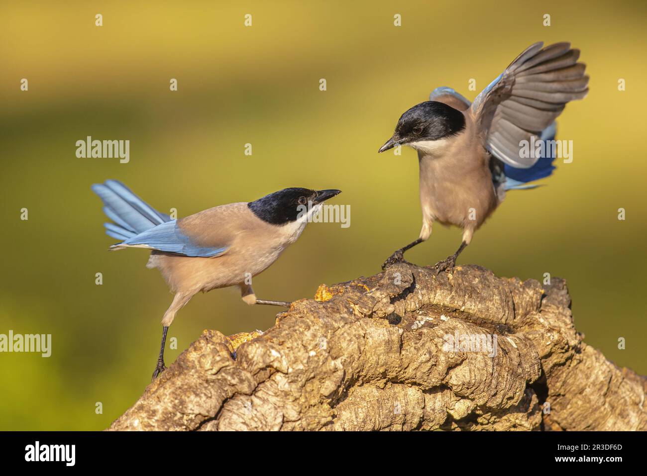 Iberian magpie (Cyanopica cooki) is a Bird in the Crow family. Bird chasing away other Bird on Trunk against Bright Background in Extremadura, Spain. Stock Photo