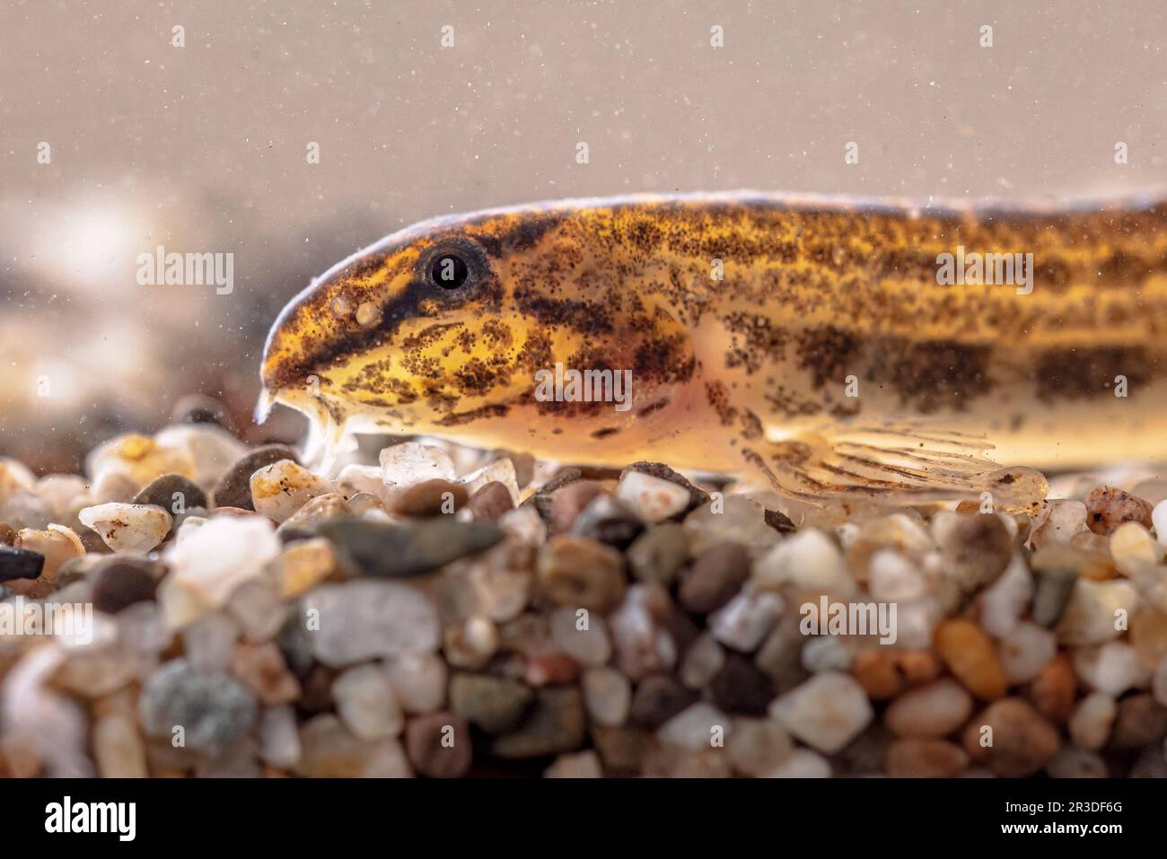 Portrait of Spotted Weather Loach (Cobitis taenia) in Ntural Habitat with Backlight. Wildlife Scene of Nature in Europe. Stock Photo