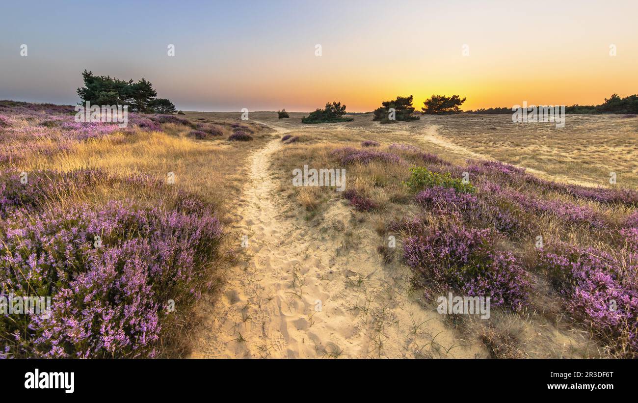 Beautiful sunset with clear sky over Heathland in National Park Hoge Veluwe, the Netherlands. Landscape scene of nature in Europe. Stock Photo