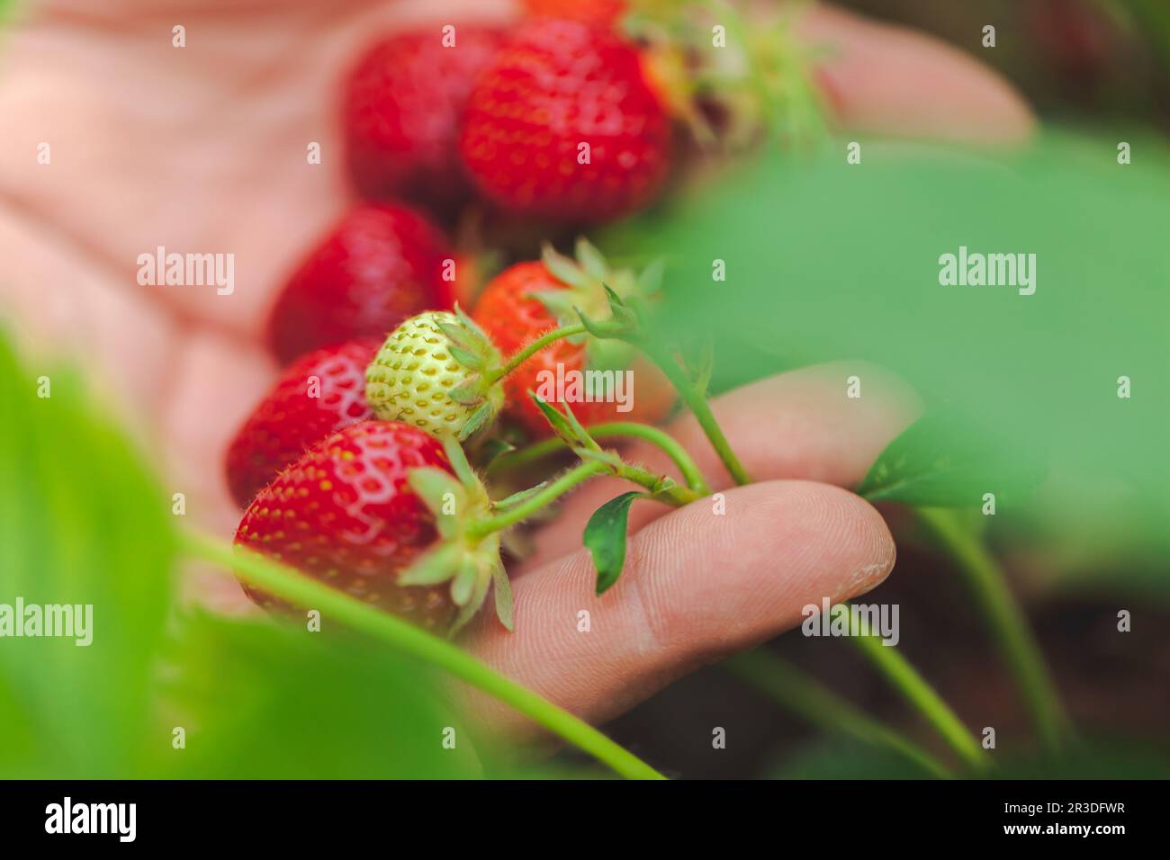 hands holding handful of ripe strawberries, farm field Stock Photo - Alamy