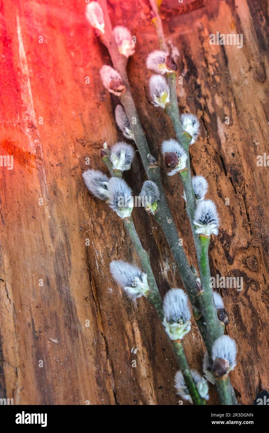 Willow branch on the background of trees and various branches. Brunch