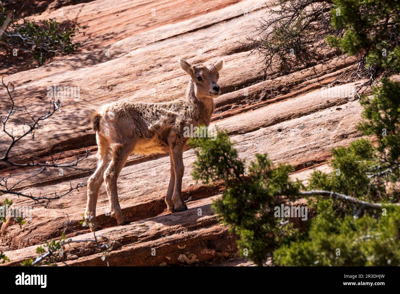 Young Desert Bighorn Sheep; Canyon Overlook Trail; Zion National Park; Utah; USA Stock Photo