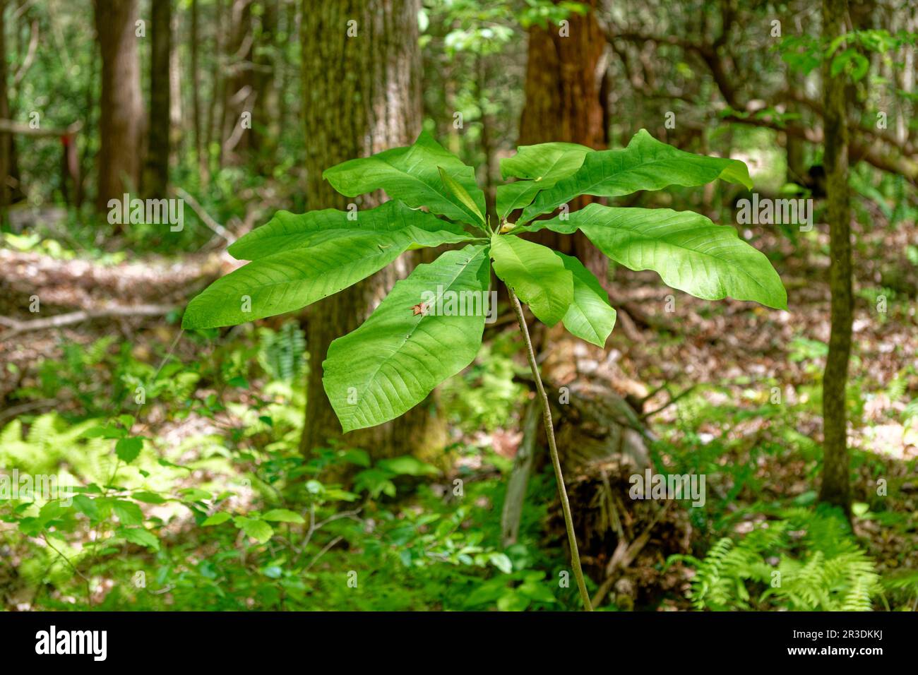 A new Bigleaf magnolia plant from seedling growing into a large tree that will have huge leaves growing wild in a forest in springtime Stock Photo