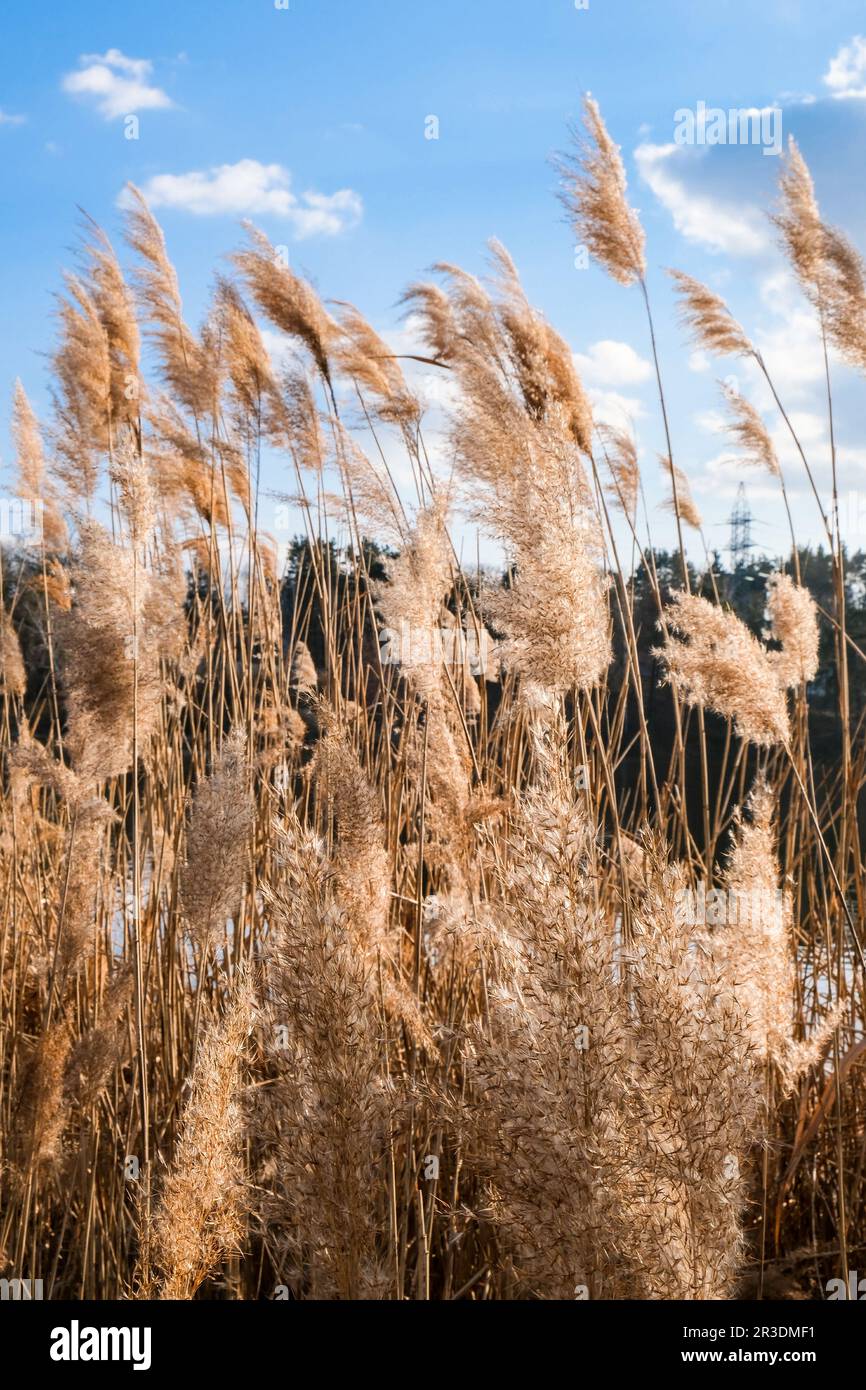 Pampas grass. Dry beige reed. Abstract natural background. Pastel neutral colors. Earth tones. Beautiful nature trend decor. Stock Photo