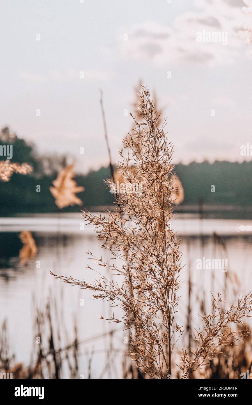 Pampas grass. Dry beige reed. Abstract natural background. Pastel neutral colors. Earth tones. Beautiful nature trend decor. Stock Photo
