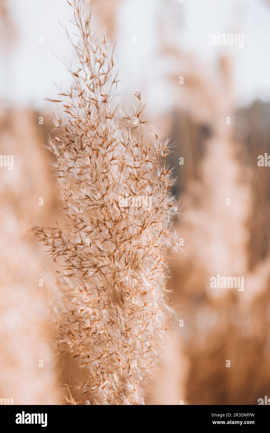 Pampas grass. Dry beige reed. Abstract natural background. Pastel neutral colors. Earth tones. Beautiful nature trend decor. Stock Photo