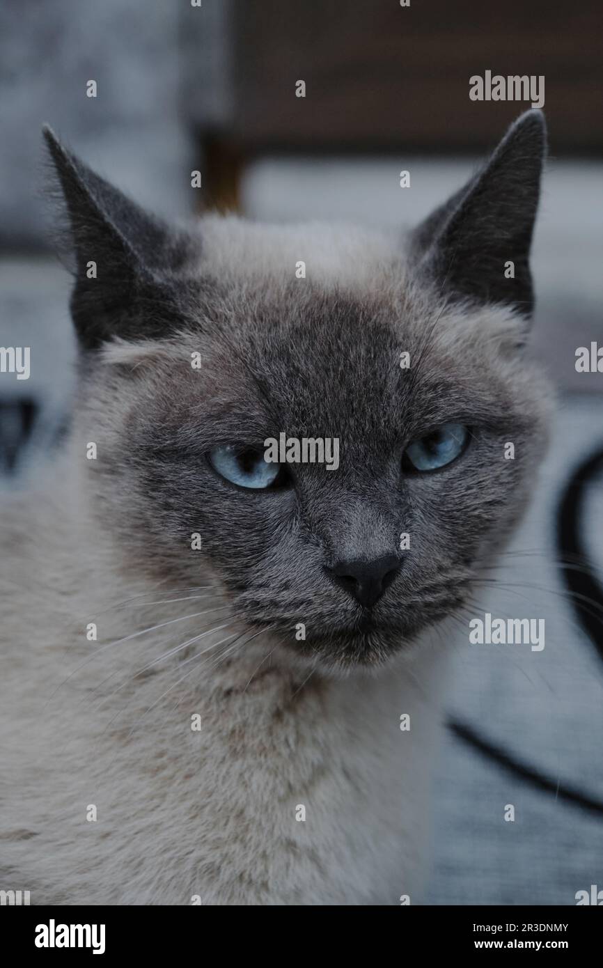 A grey Siamese cat with big blue eyes. Beautiful thoroughbred domestic cat. The concept of pets and minimalism. Portrait close-up front view. Stock Photo