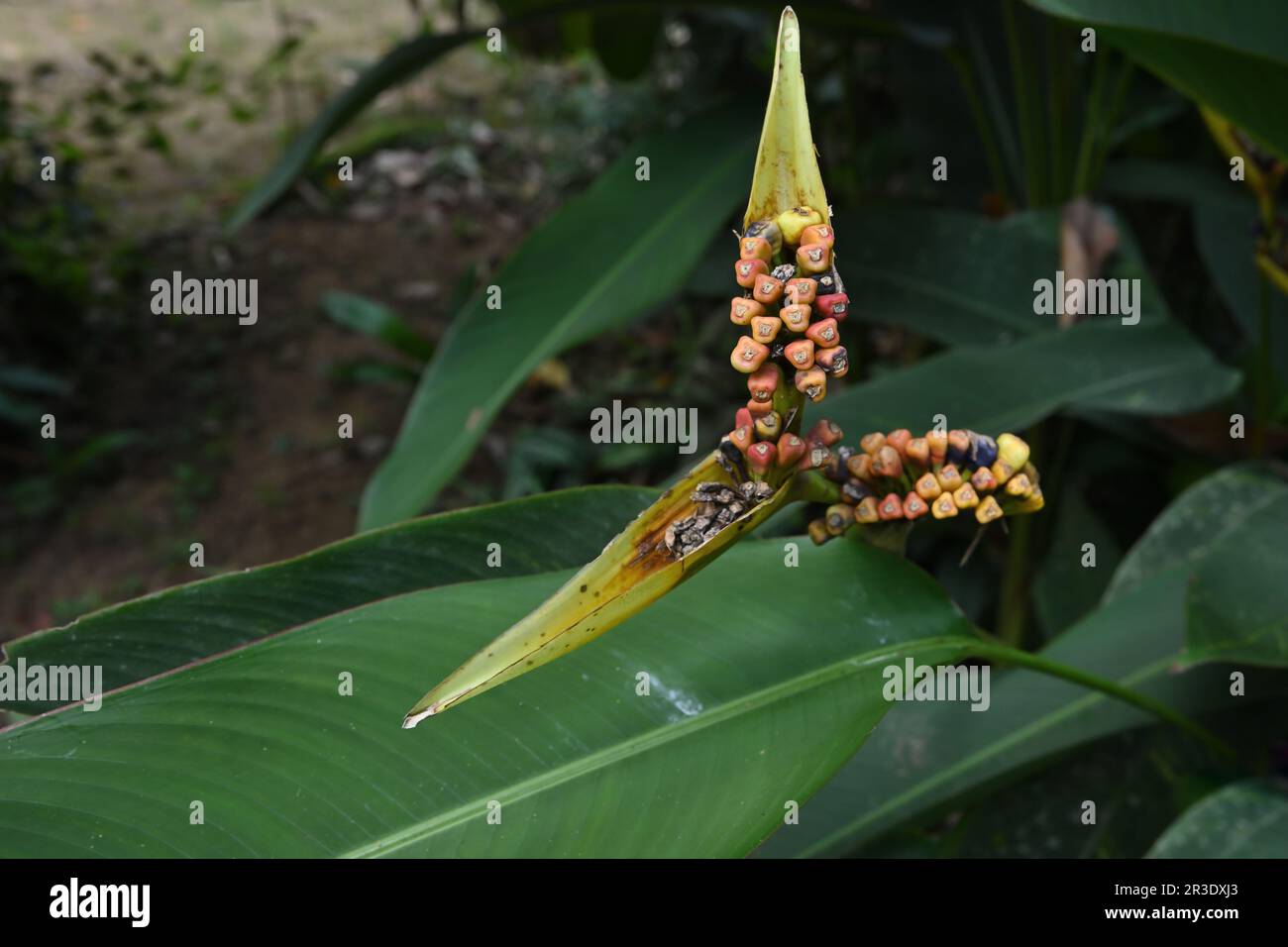 View of several orange color ripening seeds of a Bird of paradise plant in the garden Stock Photo