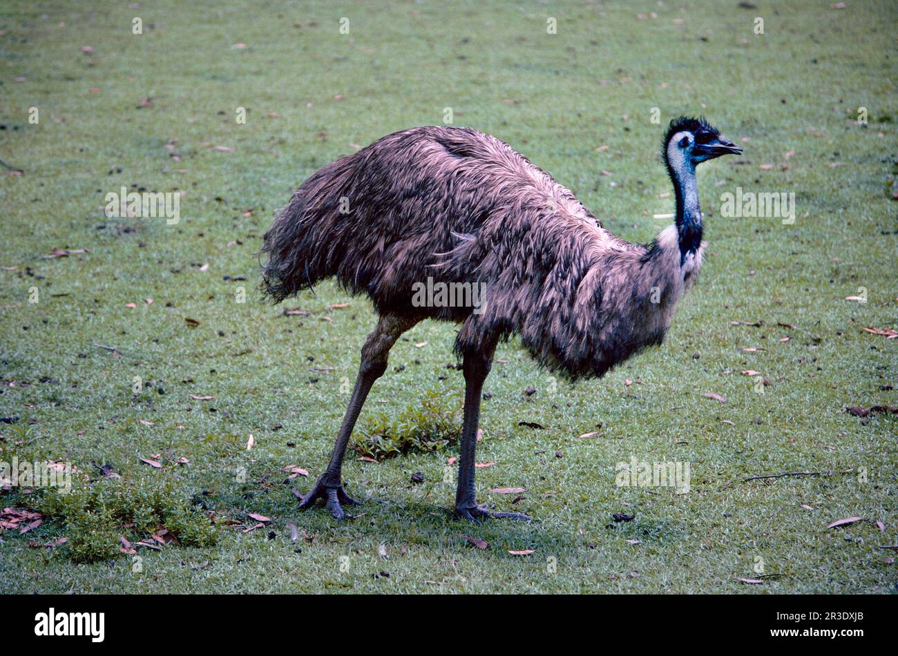 Emu, New South Wales, Australia Stock Photo