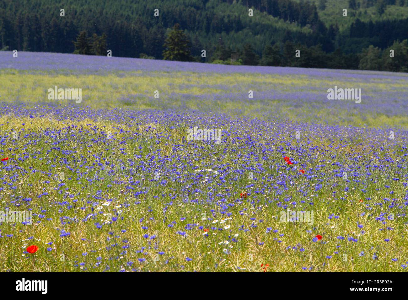 Flowering meadows and fields Stock Photo - Alamy
