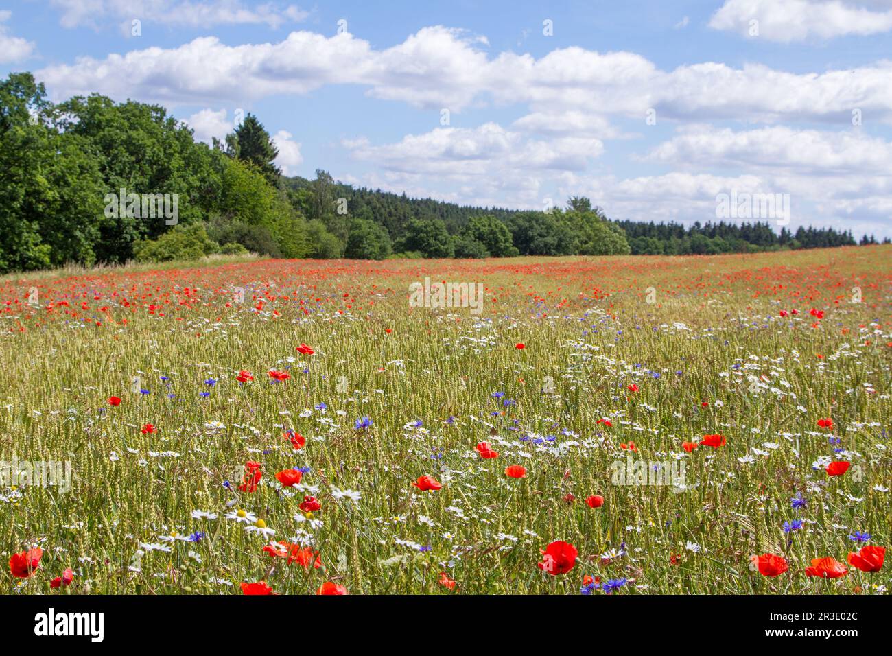 Flowering meadows and fields Stock Photo - Alamy