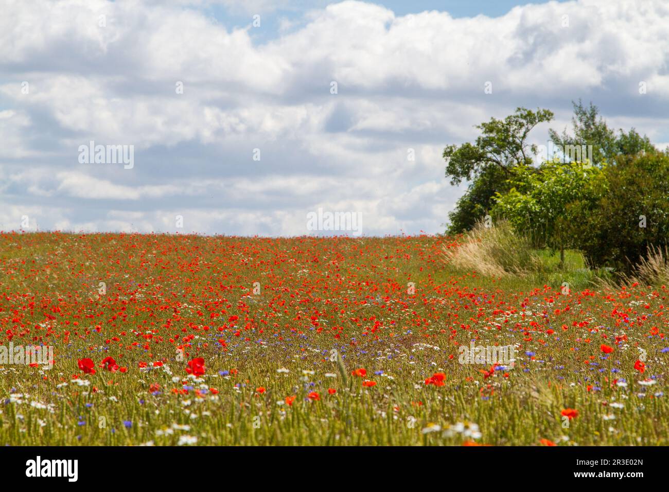 Flowering meadows and fields Stock Photo - Alamy