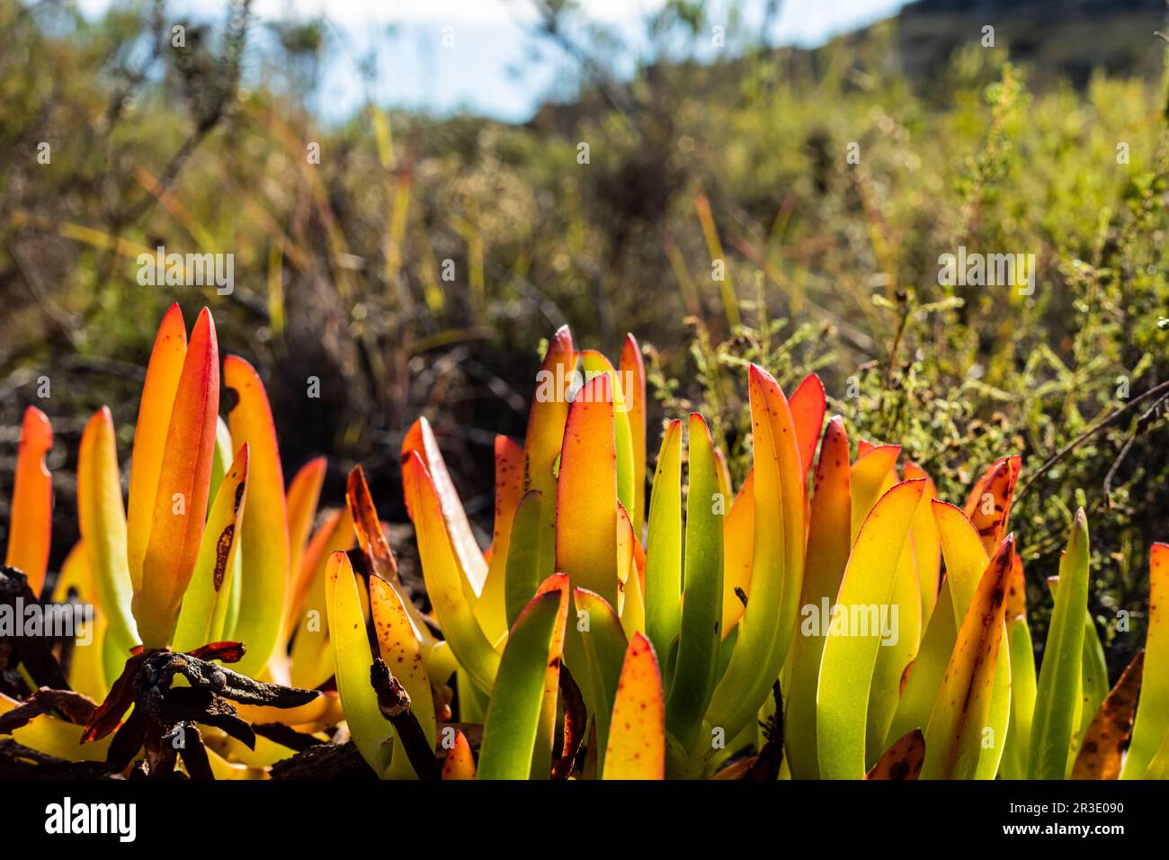 Close up Coastal Succulent Fynbos on Cape Town Mountainside Stock Photo Alamy